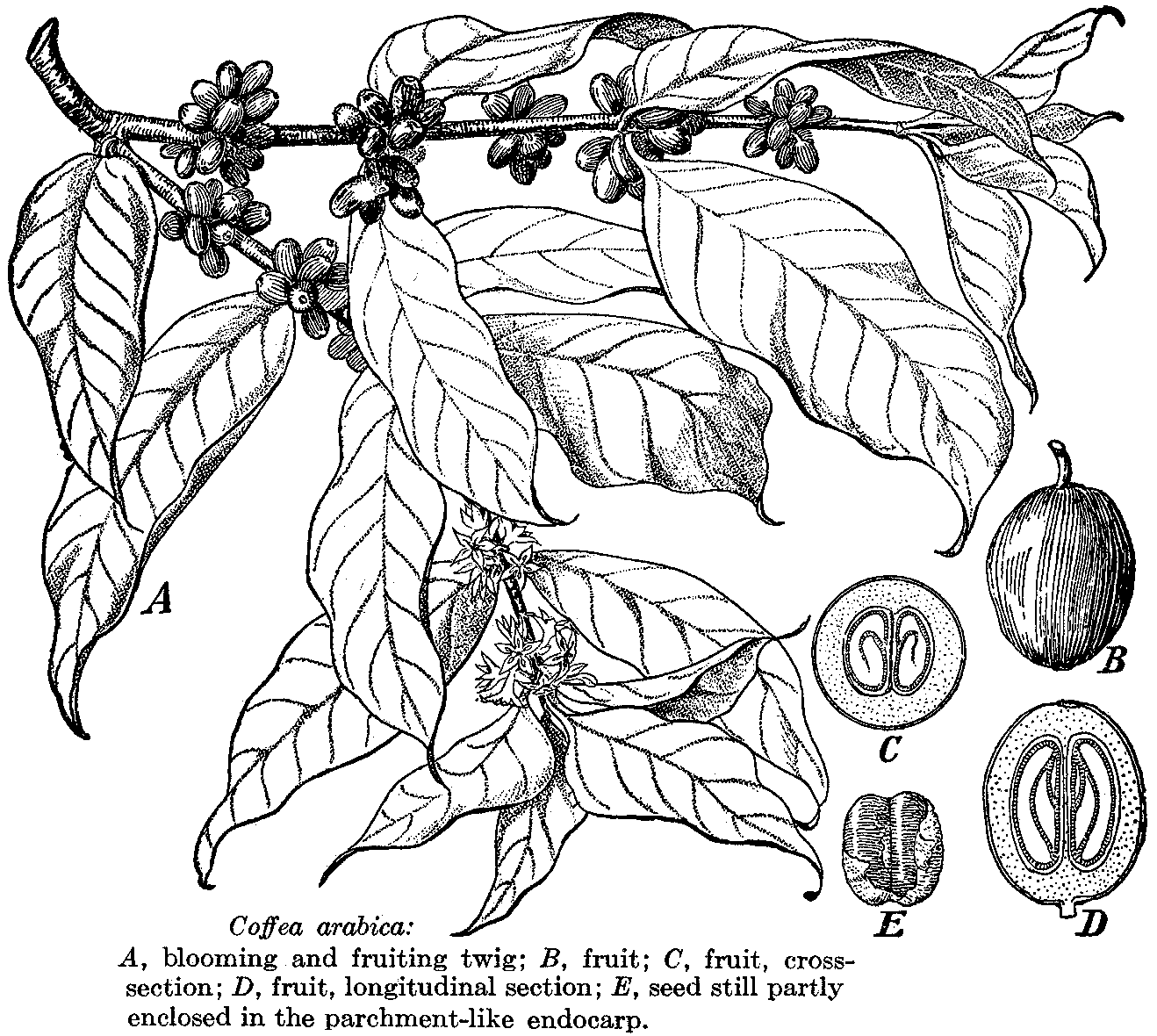 coffee tree clipart - photo #20