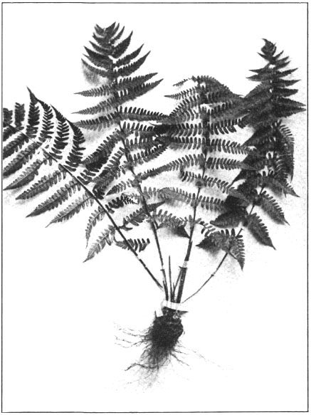 lady fern coloring pages - photo #3