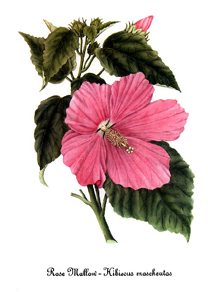 File:Hibiscus moscheutos, by Mary Vaux Walcott.jpg - Wikimedia Commons