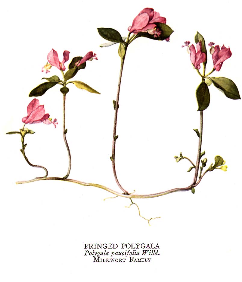 N G S Illustrations 1915 1924
